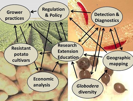 GLOBAL transdisciplinary interactions and synergies