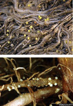 Los quistes de nematodo dorado (foto de arriba; ARS), y el nematodo del quiste pálido (foto de abajo; Bonsak Hammeraas, Instituto Noruego para la Investigación Agrícola y del Medio Ambiente)