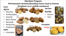 Use of Molecular Markers for Breeding PCN Resistance in the Russet Market Class 