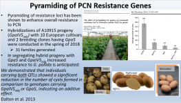 Introgression of Globodera Resistance into the Russet Market Class