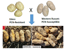 Breeding and development of Globodera-resistant potato varieties with long tuber shape and russet skin for production in the western U.S.