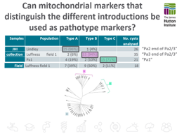 Can mitochondrial markers that distinguish the different introductions be used as pathotype markers? 